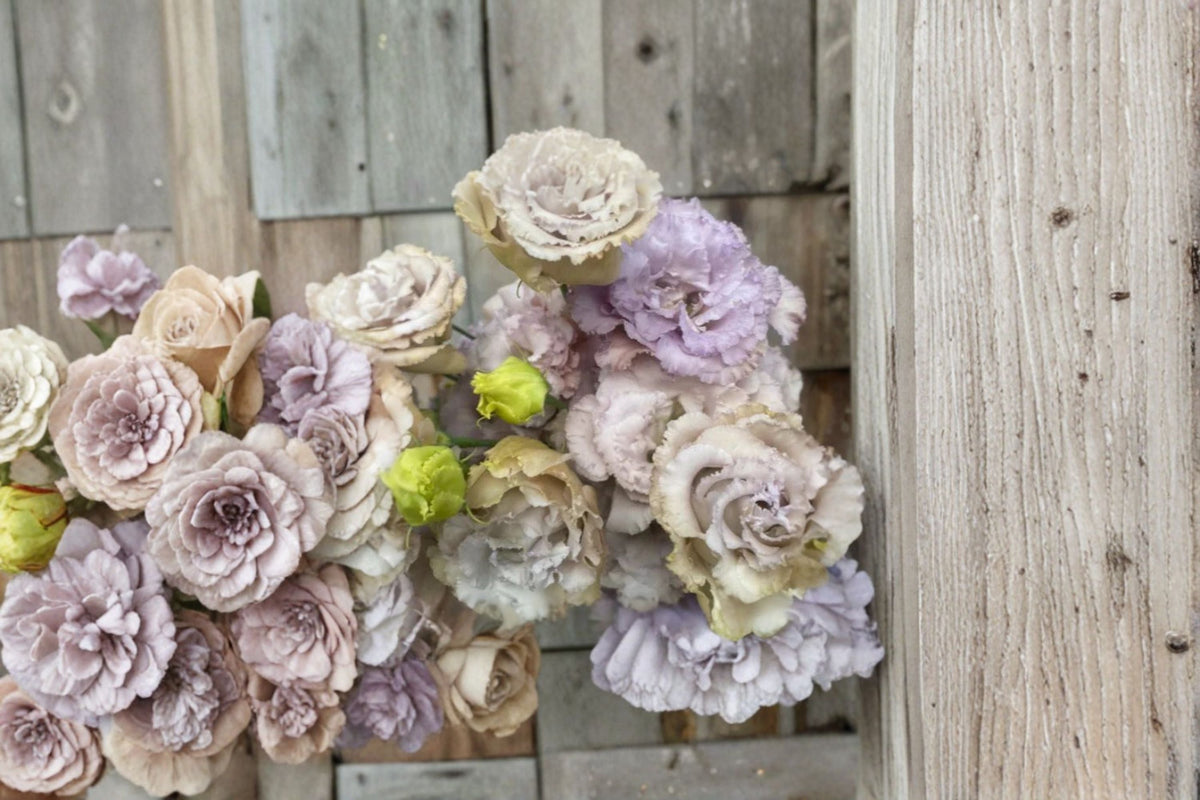 Lisianthus Chateau Blue Plant - Eustoma grandiflorum Starter Plug