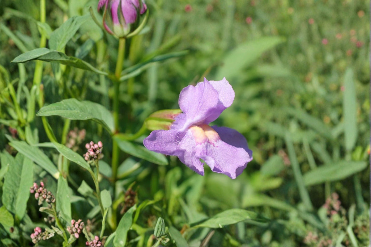 Monkey Flower Seeds - Mimulus ringens Purple Wildflower Perennial for Wetland Gardens, 1000 Seeds