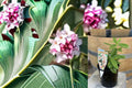 Variegated Winter Daphne Cutting – Daphne odora – Fragrant Pink Blooms & Cream-Edged Foliage – Evergreen Shrub Propagation Plant