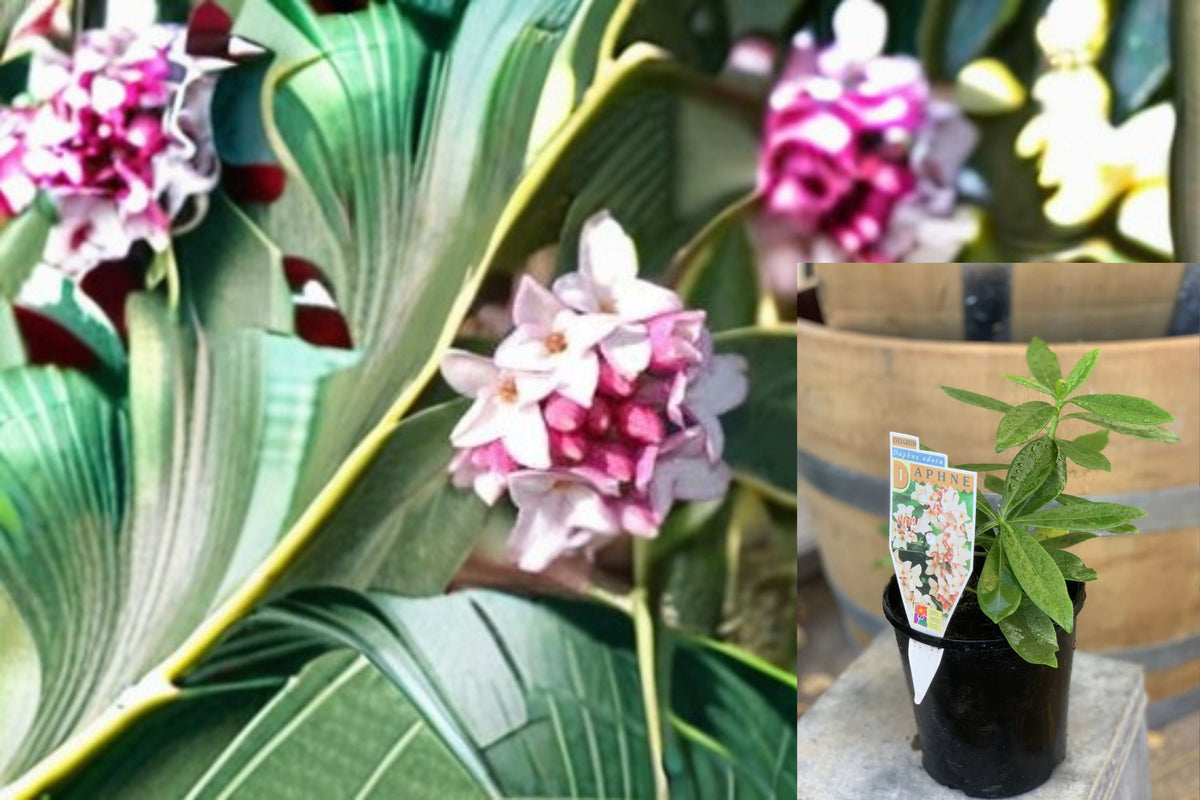 Variegated Winter Daphne Cutting – Daphne odora – Fragrant Pink Blooms & Cream-Edged Foliage – Evergreen Shrub Propagation Plant