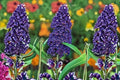 Black Knight Butterfly Bush Live Plant – Buddleia davidii 'Black Knight' Purple Shrub