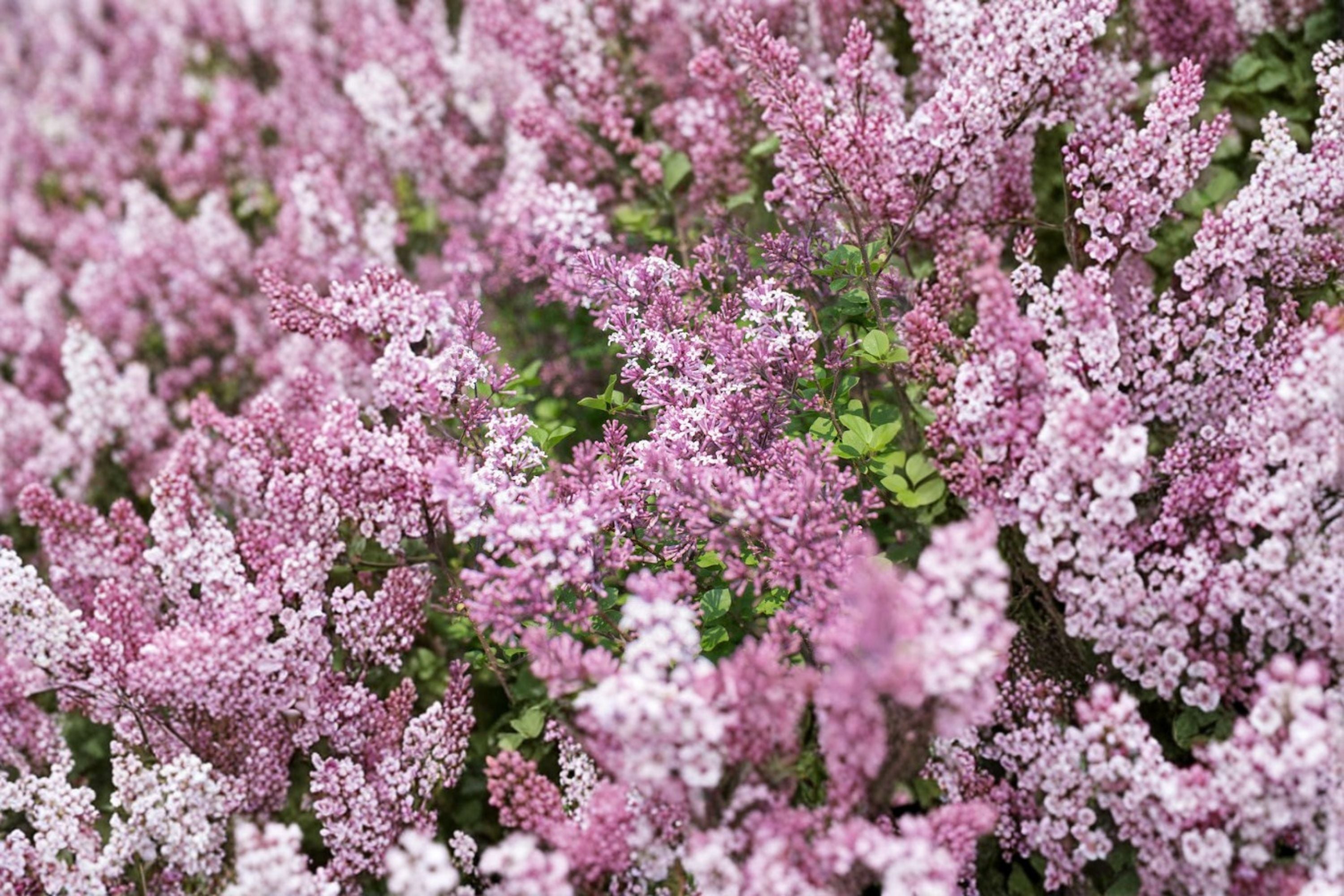 Dwarf Korean Lilac Live Plant in 3.5 Inch Pot – Syringa meyeri 'Palibin' | Compact Fragrant Flowering Shrub
