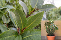 Bay Laurel Plants - Laurus nobilis Live Herb Plants in 3.5-inch Nursery Cubes