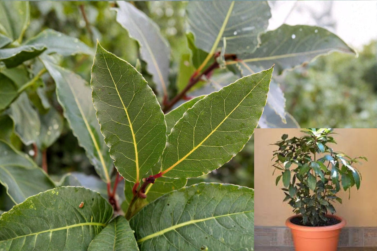 Bay Laurel Plants - Laurus nobilis Live Herb Plants in 3.5-inch Nursery Cubes