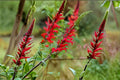 Scarlet Sage Seeds Salvia coccinea Red Wildflower Annual Perennial Garden Border Flower Pollinator Friendly 50 Seeds
