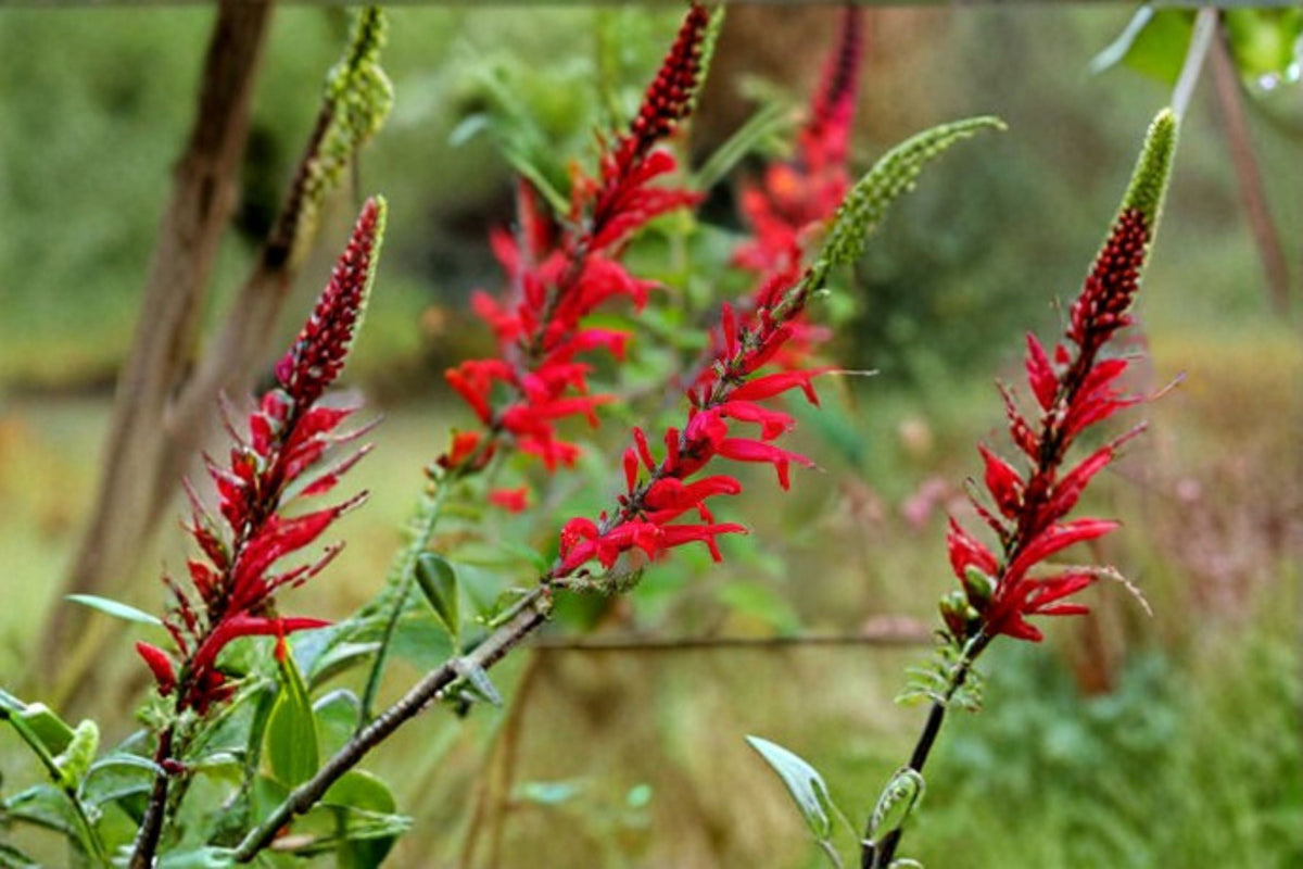 Scarlet Sage Seeds Salvia coccinea Red Wildflower Annual Perennial Garden Border Flower Pollinator Friendly 50 Seeds