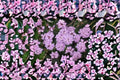 Trailing Purple Lantana 1 Plant – Lantana montevidensis Evergreen Perennial
