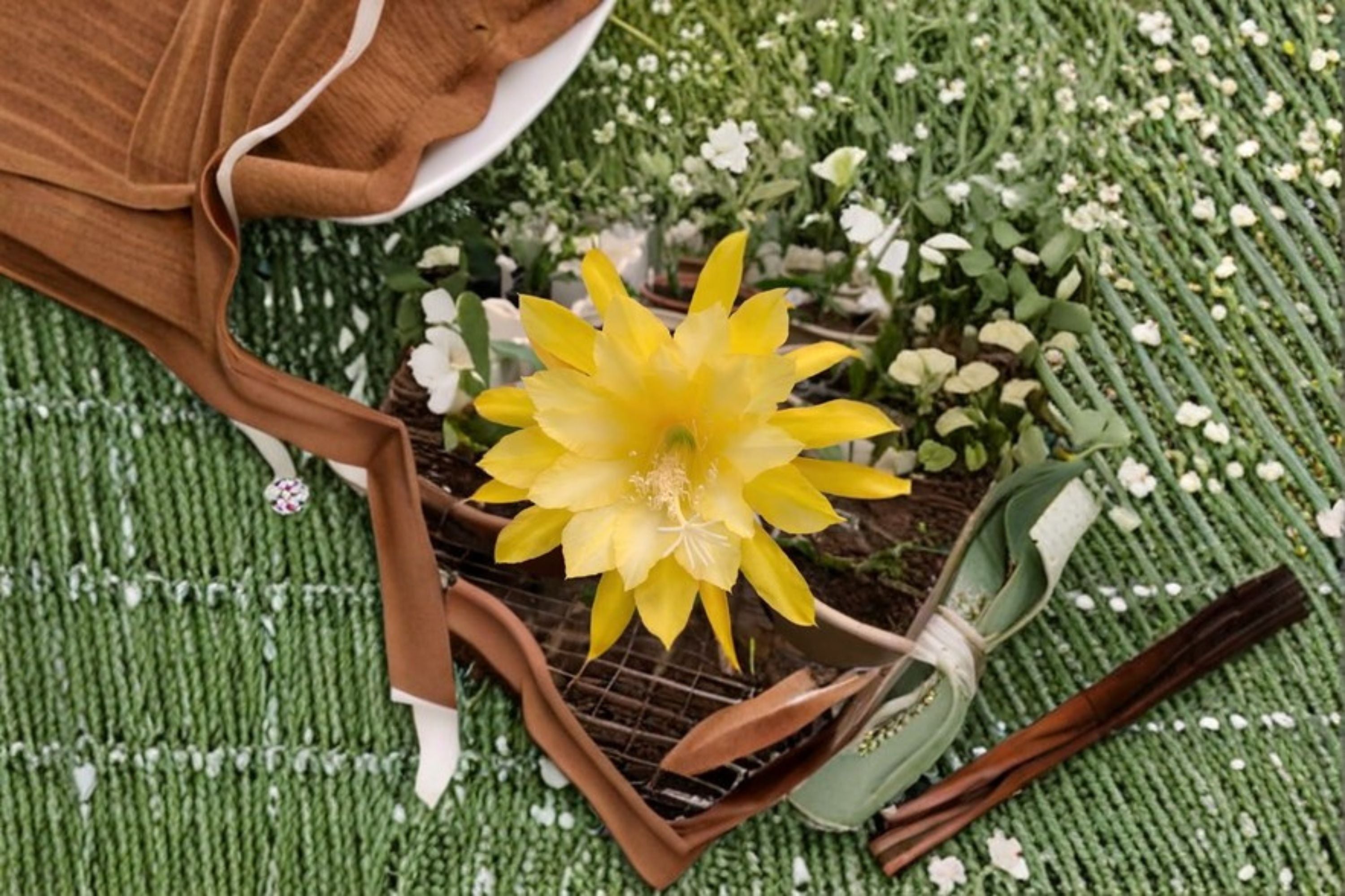 Epiphyllum Morning Sunshine Cutting – Epiphyllum spp. Tropical Cactus