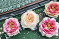 Shiratama Rose Own Root Live Plant – White Japanese Garden Rose