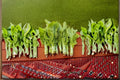 Celtuce Seeds - Asparagus Lettuce, Stem Lettuce, Lactuca sativa var. augustana, Dual Purpose Vegetable, 200 Seeds