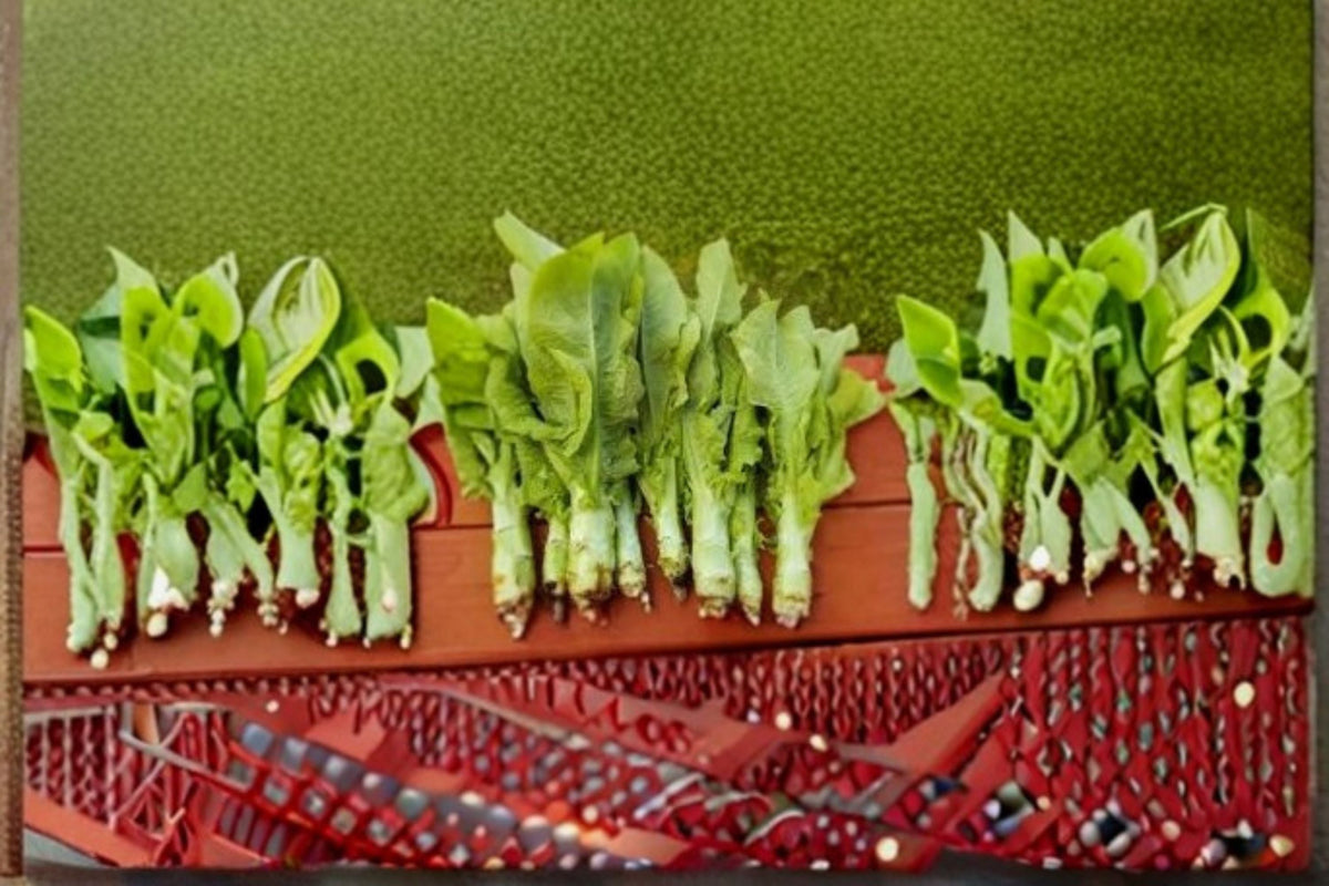 Celtuce Seeds - Asparagus Lettuce, Stem Lettuce, Lactuca sativa var. augustana, Dual Purpose Vegetable, 200 Seeds