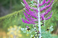 Santa Barbara Mexican Sage Plant – Salvia leucantha ‘Santa Barbara’ Perennial Shrub