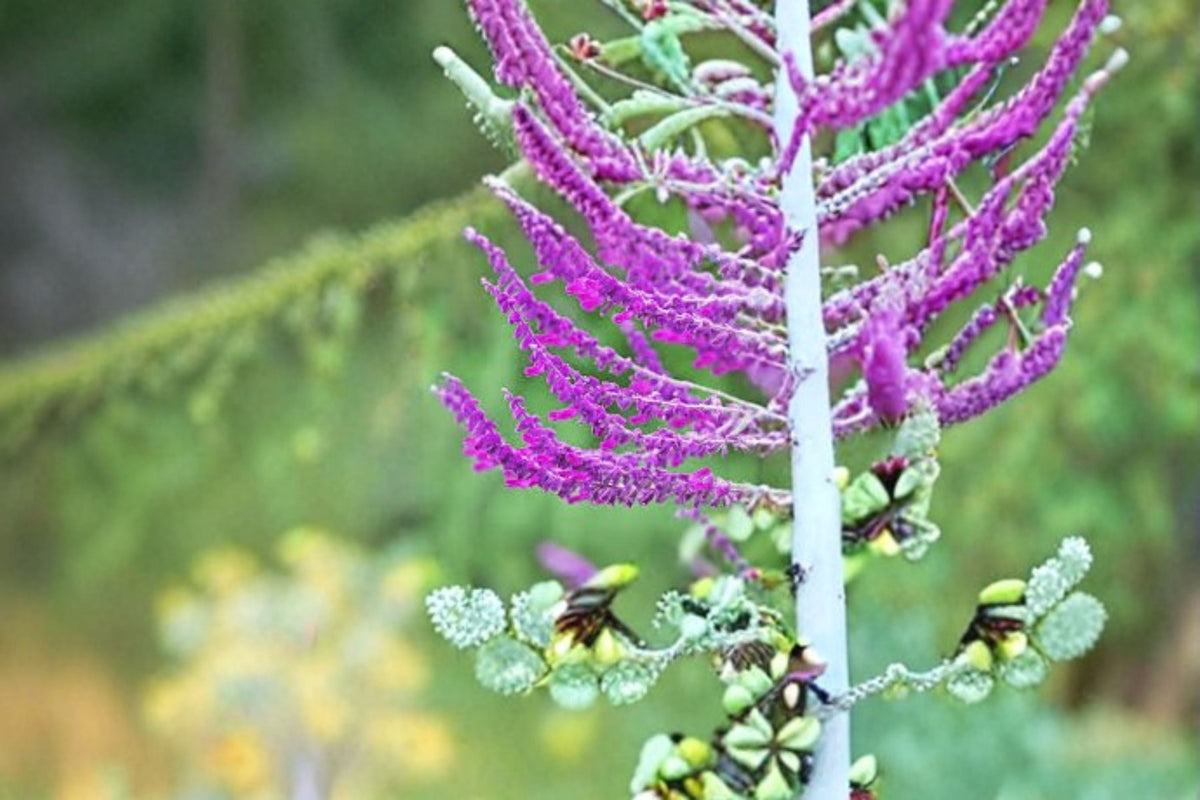 Santa Barbara Mexican Sage Plant – Salvia leucantha ‘Santa Barbara’ Perennial Shrub