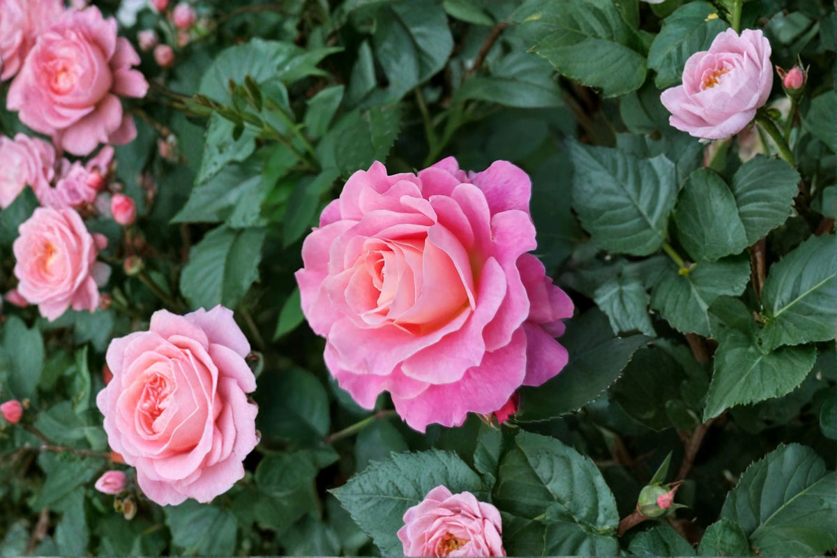 Neptune King Terrazza Rose Live Plant – Compact Fragrant Balcony Rose