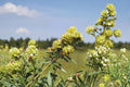 Roundhead Bush Clover Seeds - Native Perennial Wildflower, Lespedeza capitata, Meadow Plant, Pollinator Friendly, 30 Seeds