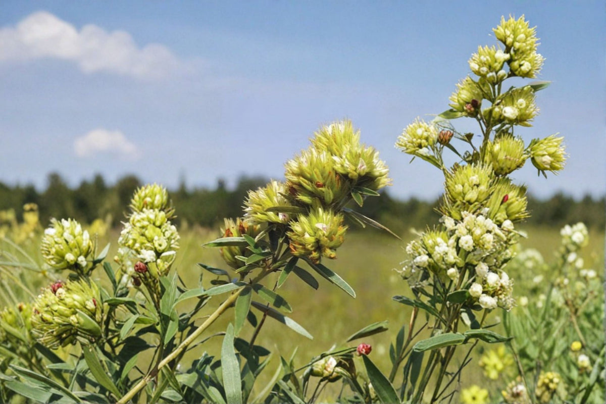 Roundhead Bush Clover Seeds - Native Perennial Wildflower, Lespedeza capitata, Meadow Plant, Pollinator Friendly, 30 Seeds