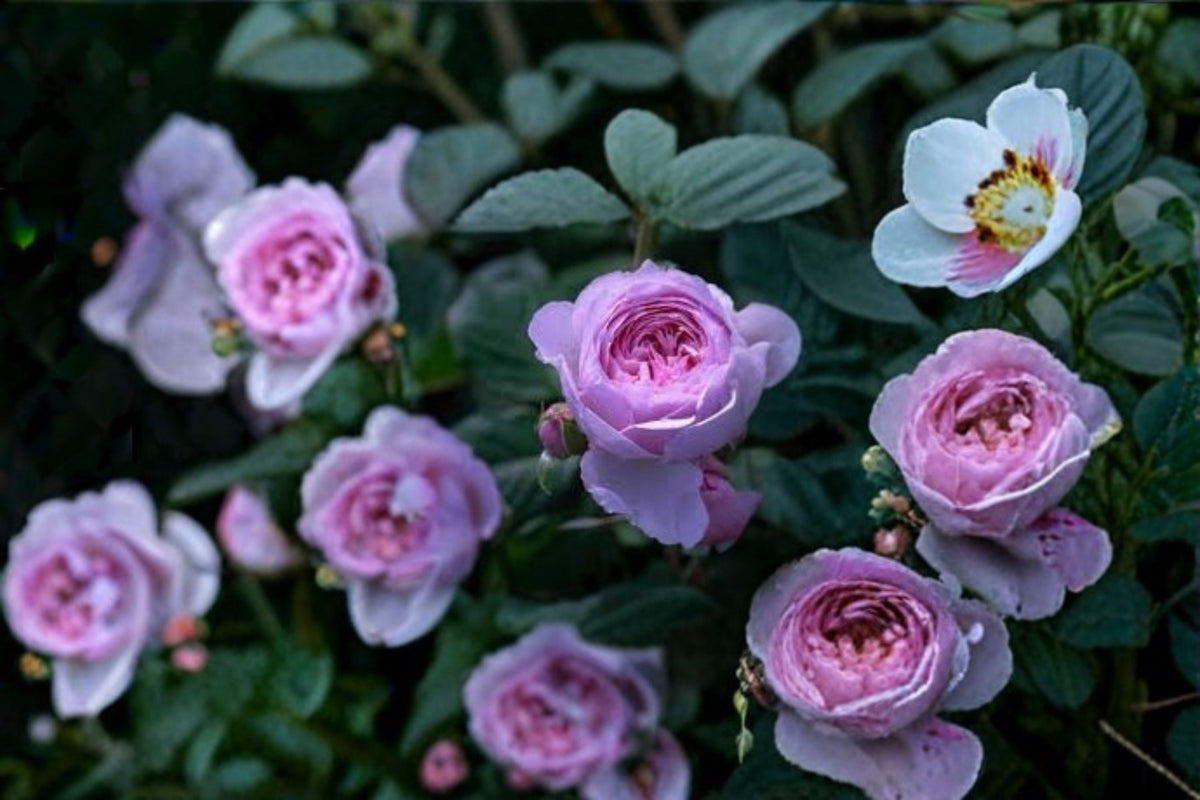 Rainy Blue Climbing Rose Live Plant – Repeat Blooming Blue Purple Rose