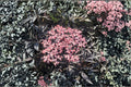 Black Lace Elderberry Live Shrub in Quart Pot | Sambucus nigra with Pink Flowers