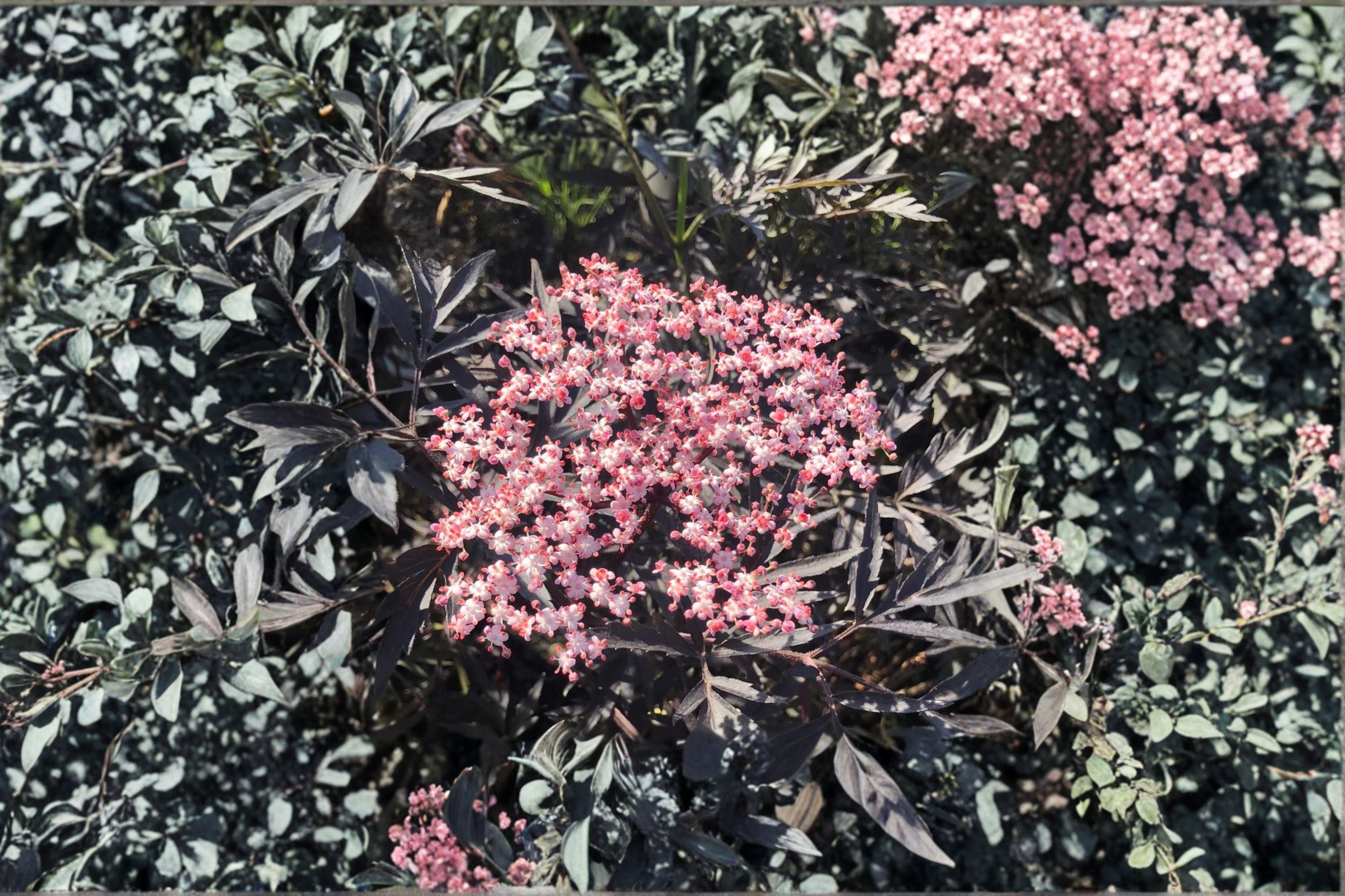 Black Lace Elderberry Live Shrub in Quart Pot | Sambucus nigra with Pink Flowers