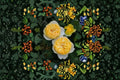 Ludior Rose Own Root Live Plant – Yellow Japanese Garden Rose