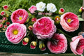 Morden Art Rose Live Plant – Modern Style Garden Rose