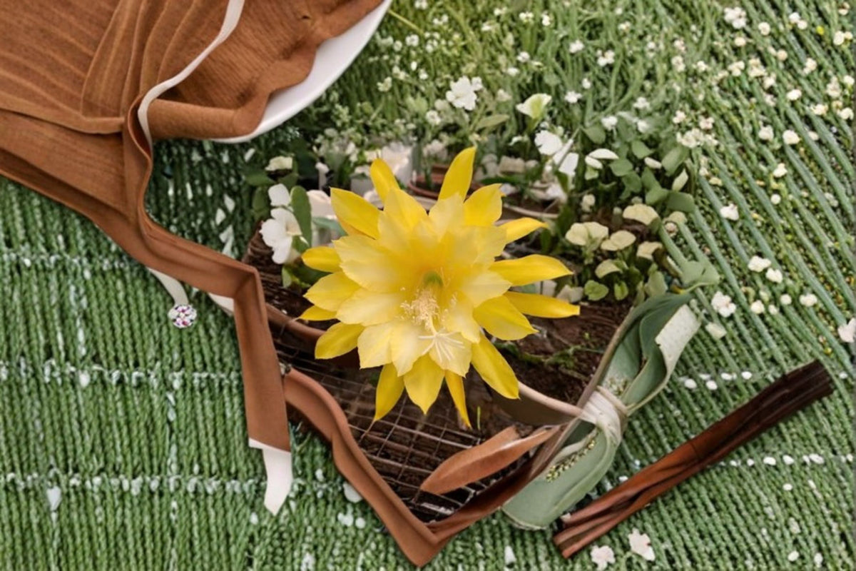 Epiphyllum Morning Sunshine Cutting – Epiphyllum spp. Tropical Cactus