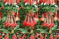 Fuchsia Gartenmeister Plant – Fuchsia hybrida for Partial Sun and Containers