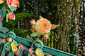 Rosomane Janon Rose Live Plant – Fragrant French Repeat Blooming Rose