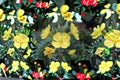 Evening Primrose Seeds - Oenothera Lamarckiana Yellow Wildflower - Night Blooming Biennial Garden Plant - 200 Seeds