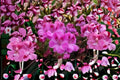 Regal Geranium Cutting – Pelargonium × domesticum | Live Purple Flowering Plant