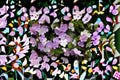 Yesterday Today and Tomorrow Live Plant – Brunfelsia Flowering Shrub