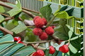 Seedless Che 5 Scions – Cudrania tricuspidata Fruit Tree Scions for Grafting