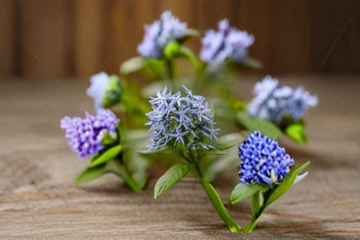 Eastern Bluestar Seeds - Native Perennial with Blue Star-Shaped Flowers, Amsonia tabernaemontana, Pollinator & Garden Border Plant