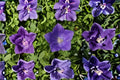 Tussock Bellflower Seeds, Campanula carpatica, Blue Purple Perennial Flower for Borders & Rock Gardens, 100 Seeds