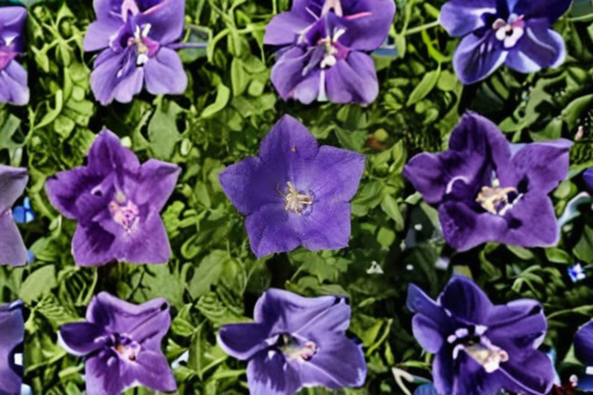 Tussock Bellflower Seeds, Campanula carpatica, Blue Purple Perennial Flower for Borders & Rock Gardens, 100 Seeds