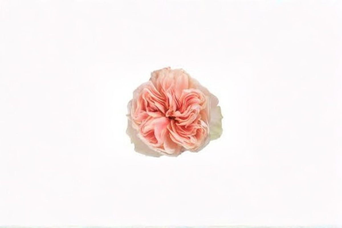 Tip Top Rose Live Plant – Elegant Ornamental Cut Rose for Garden and Floral Arrangements
