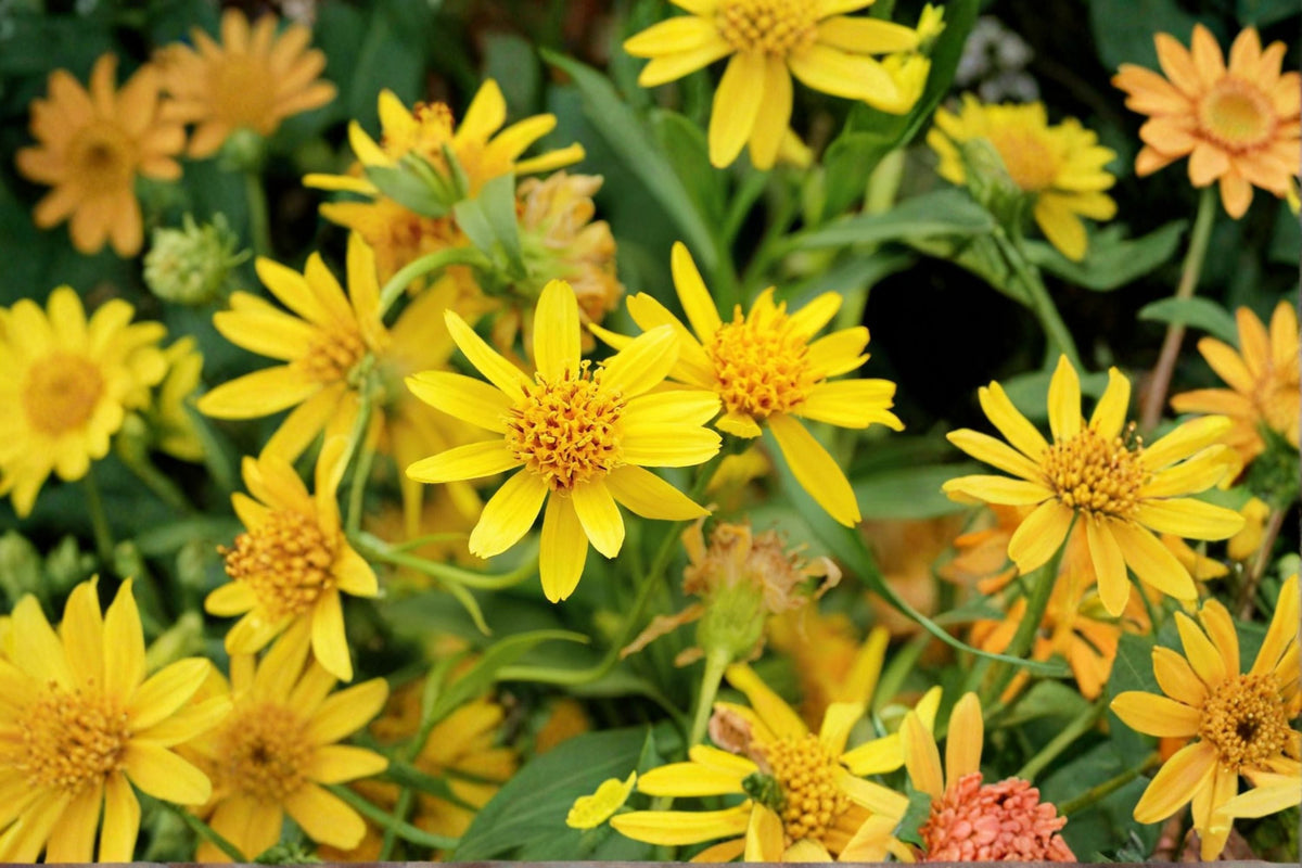 Meadow Arnica Seeds Perennial Wildflower Yellow Flowers Arnica chamissonis 100 Seeds