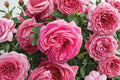 Pretty In Pink Eden Climbing Rose Live Plant – 1.5 Gal Pink Rose
