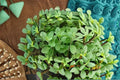 Marjoram 1 Plant – Origanum majorana | Culinary & Ornamental Herb