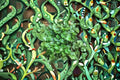 Umbrella Liverwort Plant – Marchantia polymorpha for Terrariums & Vivariums