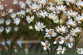 Upland White Goldenrod Seeds - Native Perennial Wildflower - White Flowers - Oligoneuron album - 100 Seeds