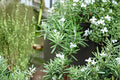 Trailing Rosemary Live Starter Plant – Rosmarinus officinalis 'Prostratus' | Evergreen Herb for Hanging Baskets & Containers