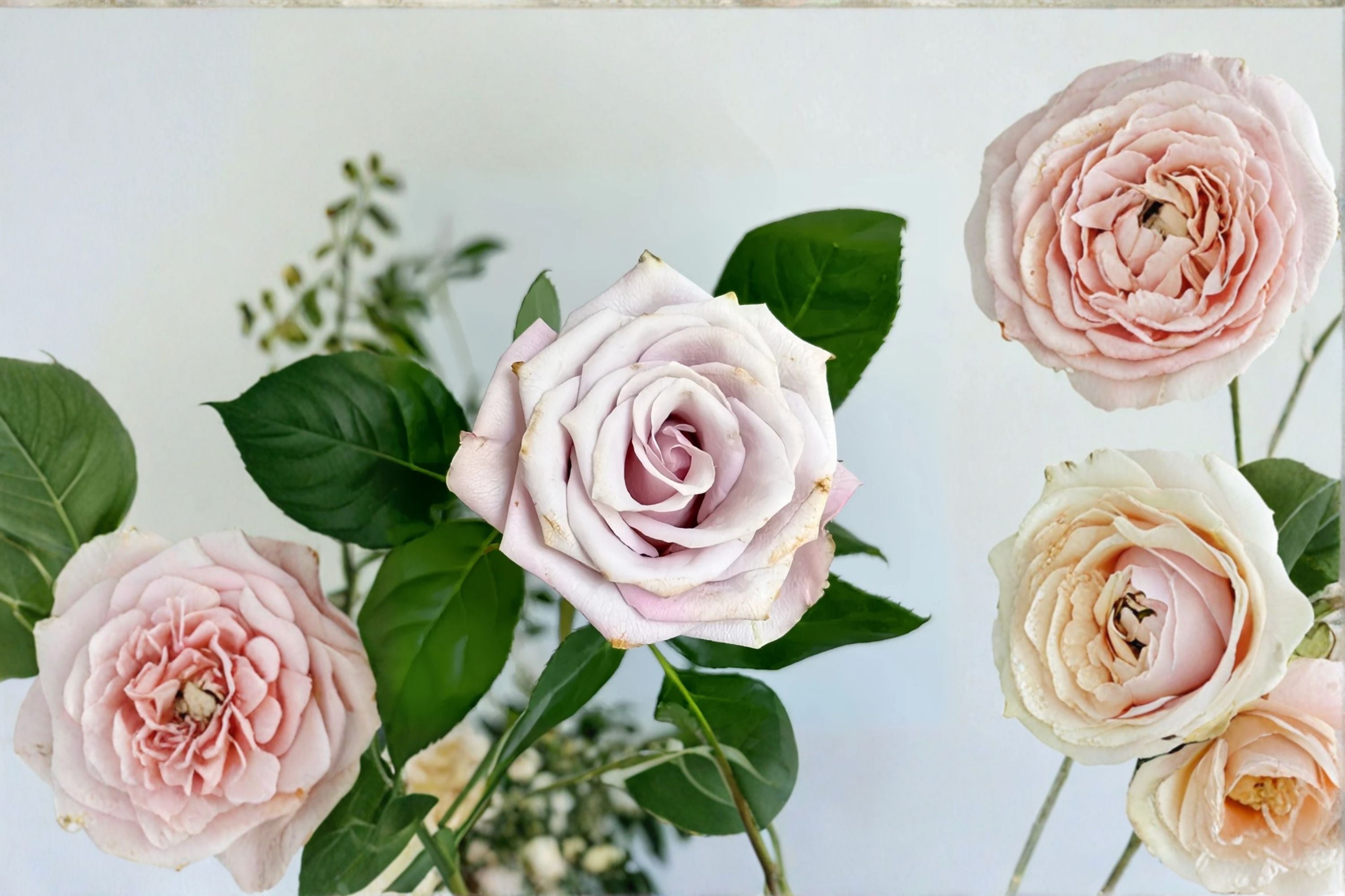 Wild Moss Rose Live Plant – Dusty Pink Brown Antique Garden Rose