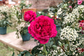 Traviata Rose Live Plant – Velvety Red Hybrid Tea Rose for Garden & Floral Use