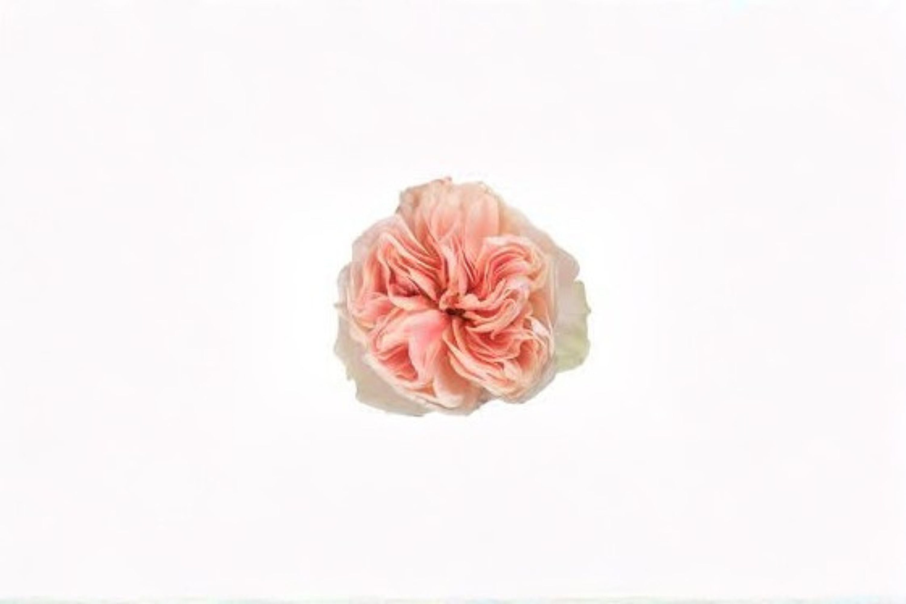 Tip Top Rose Live Plant – Elegant Ornamental Cut Rose for Garden and Floral Arrangements