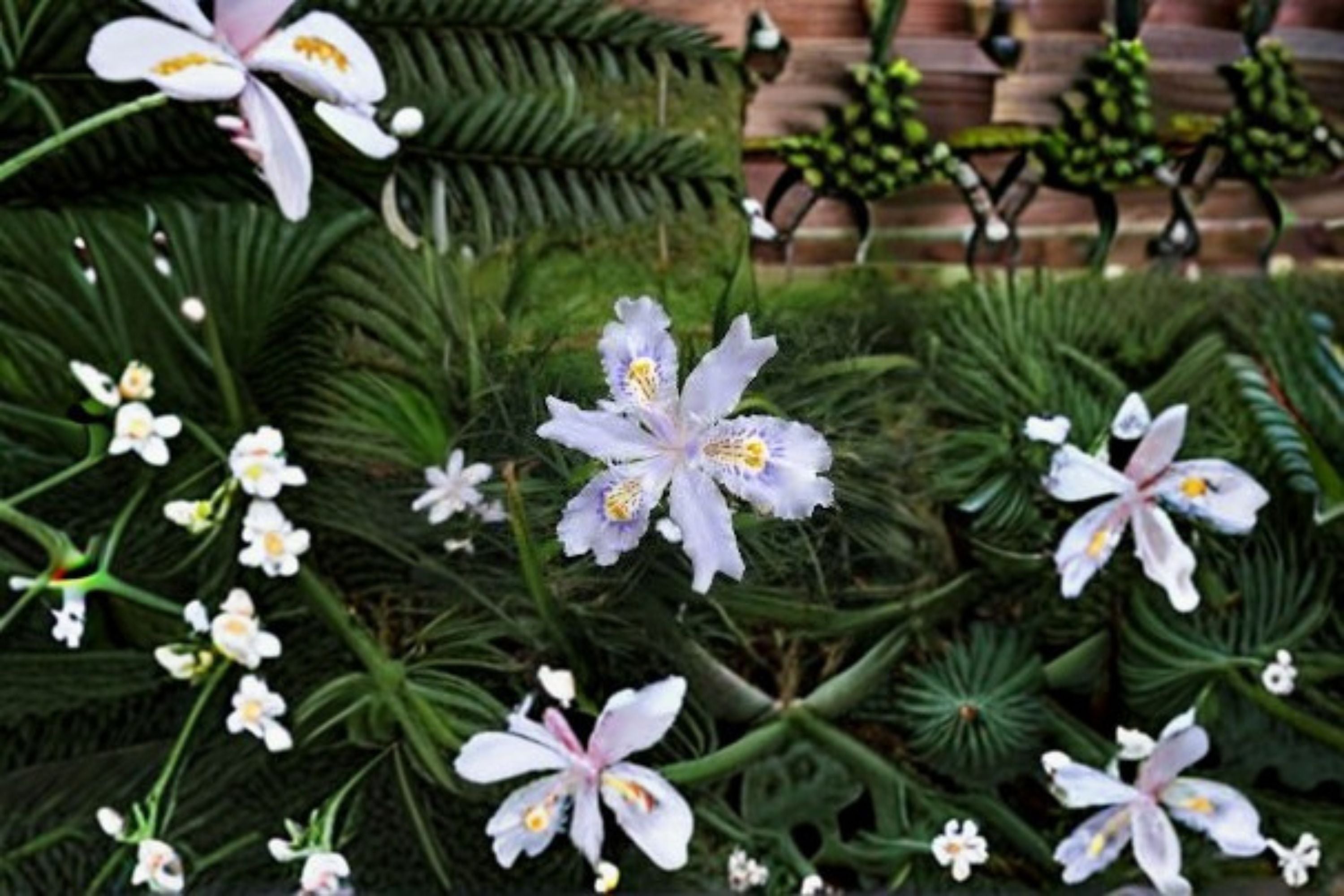 Fringed Iris 3 Plants – Iris japonica Evergreen Perennial Shade Garden