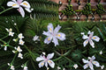 Fringed Iris 3 Plants – Iris japonica Evergreen Perennial Shade Garden