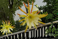 Epiphyllum Kings Ransom 1 Cutting – Epiphyllum spp. Tropical Cactus Cutting