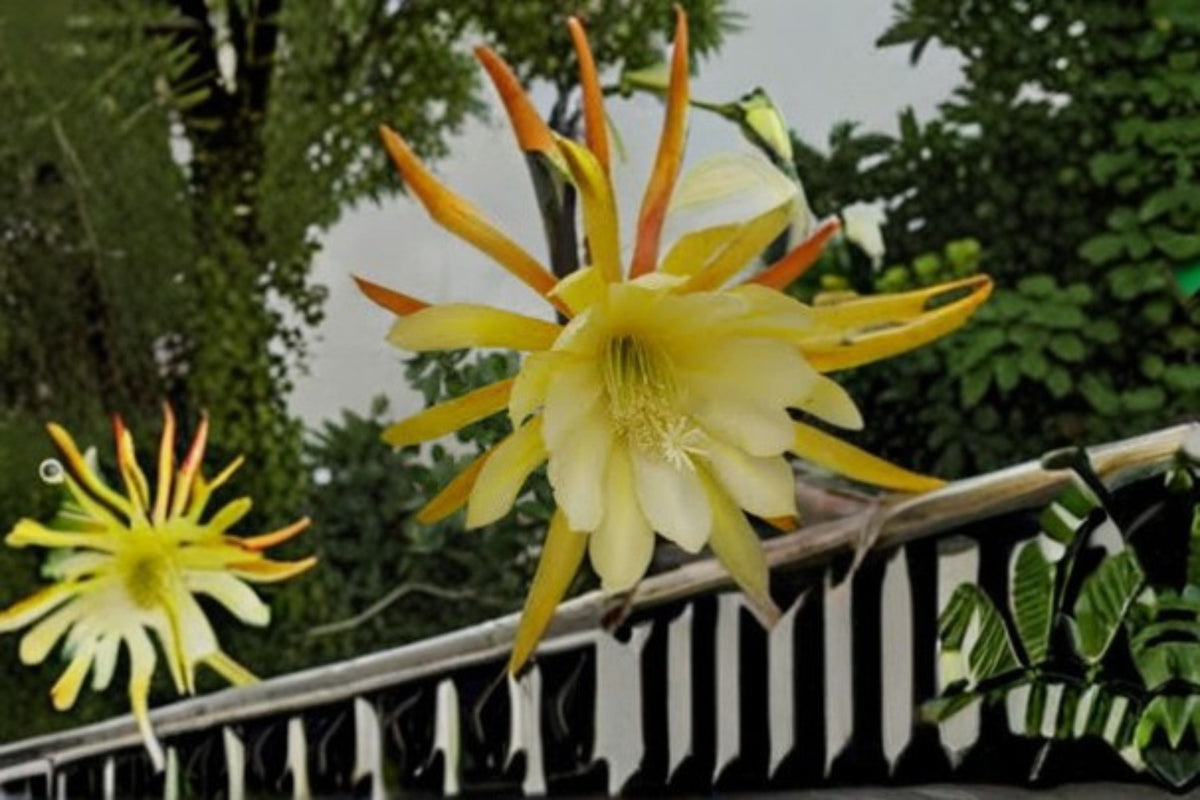 Epiphyllum Kings Ransom 1 Cutting – Epiphyllum spp. Tropical Cactus Cutting