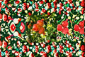 Wonderful Pomegranate Plant – Punica granatum ‘Wonderful’ Live Fruit Tree